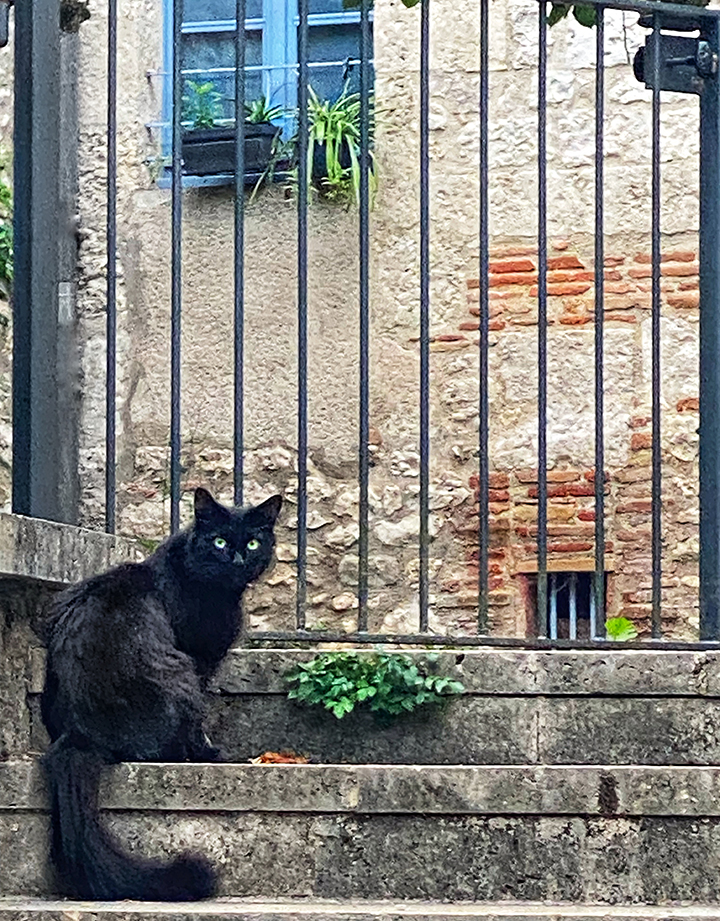 Cat photo